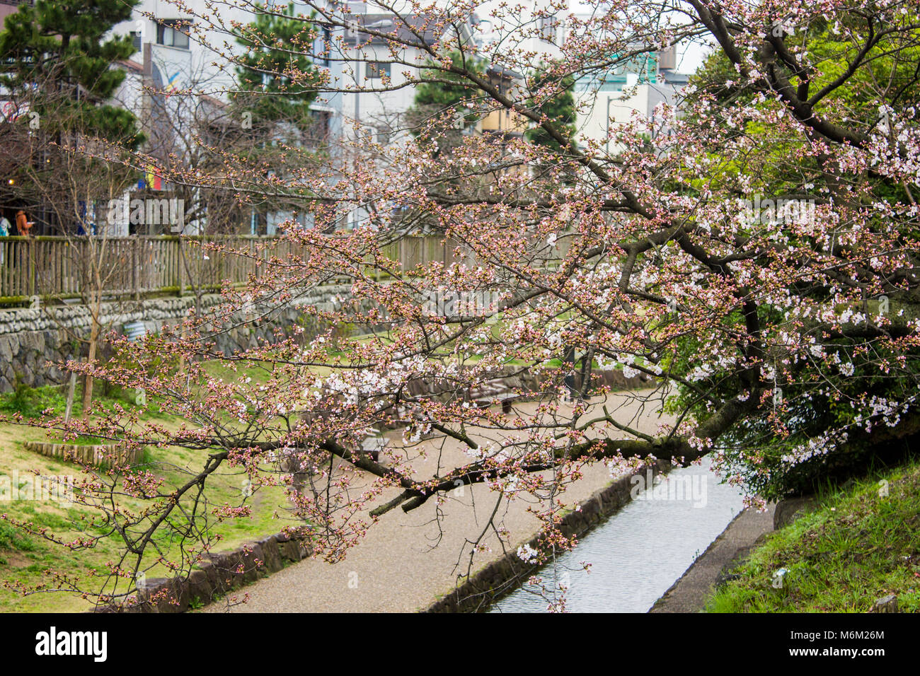 Beautiful sakura cherry blossoms during the hanami in Tetsugaku-no-michi (Philosopher's Walk), Kyoto, Japan Stock Photo