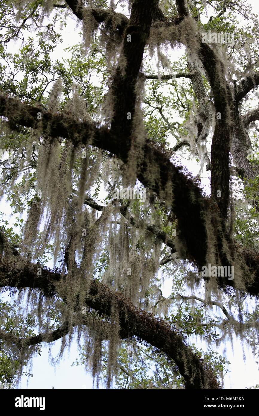 Oak tree spanish moss hires stock photography and images Alamy