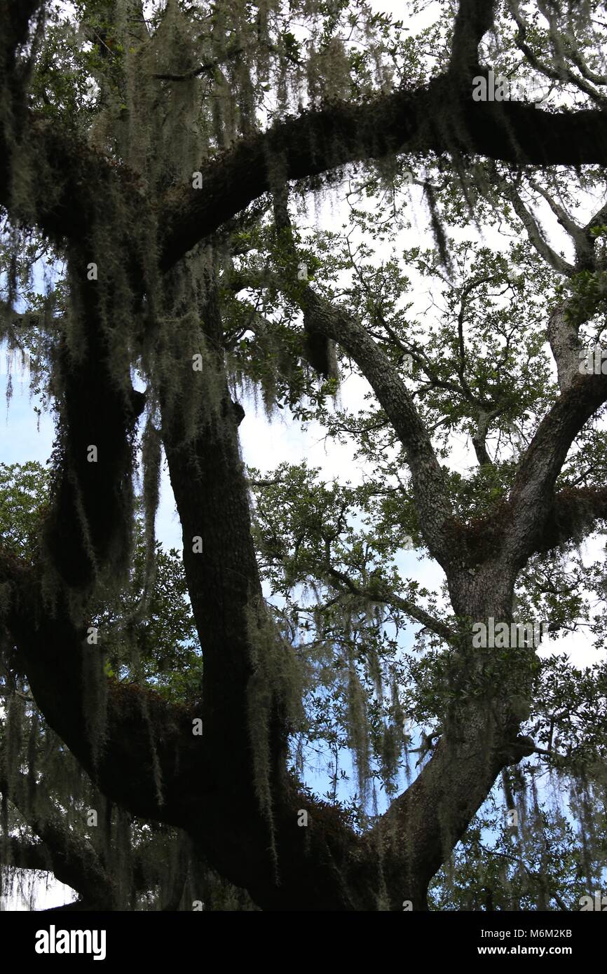 Southern Oak Tree with Spanish Moss Stock Photo Alamy