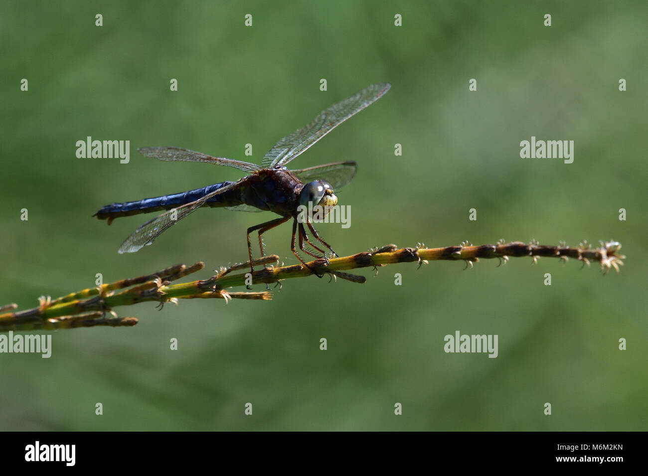 An Australian young Male Black-headed Skimmer Dragonfly resting on a Plant stem close-up Stock Photo