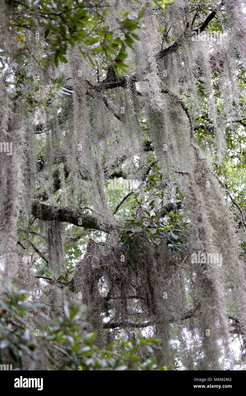 Southern Oak Tree with Spanish Moss Stock Photo Alamy