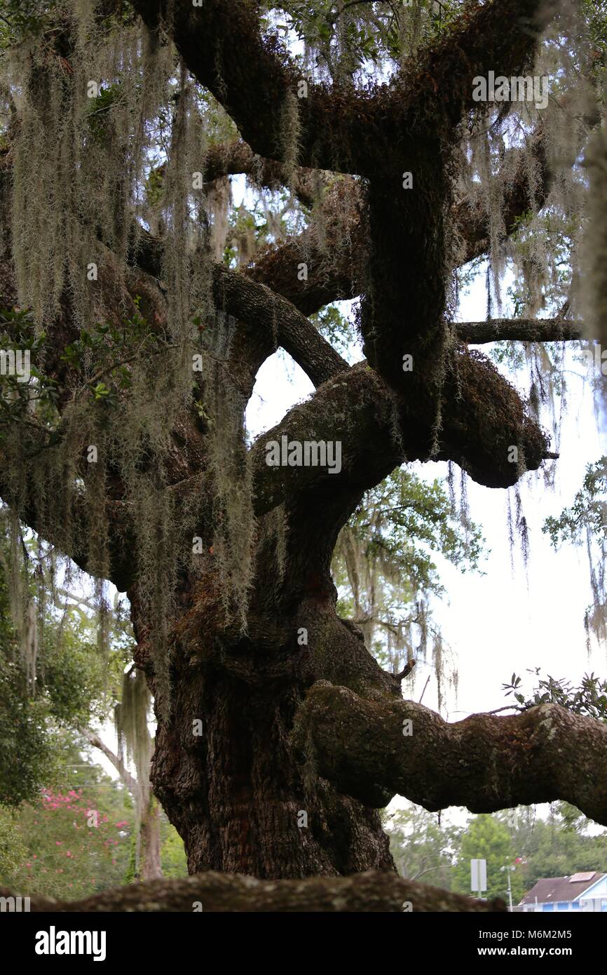 Southern Oak Tree with Spanish Moss Stock Photo Alamy