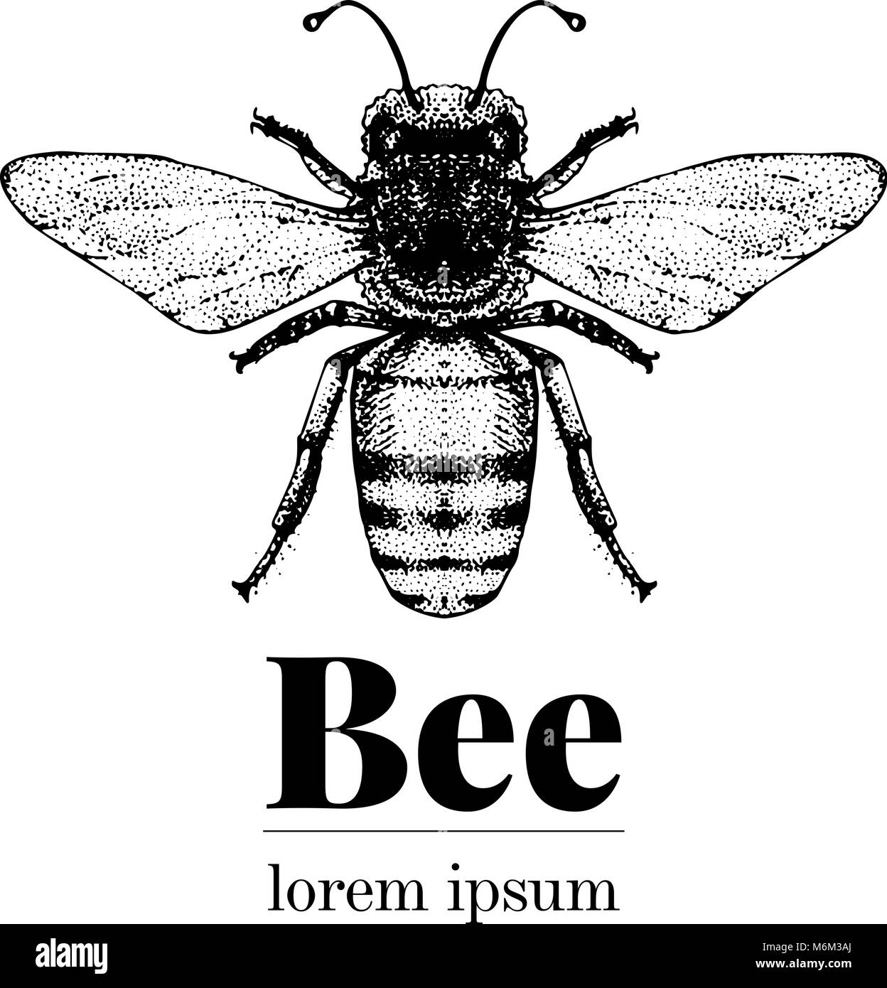 Hand drawn bee hi-res stock photography and images - Alamy
