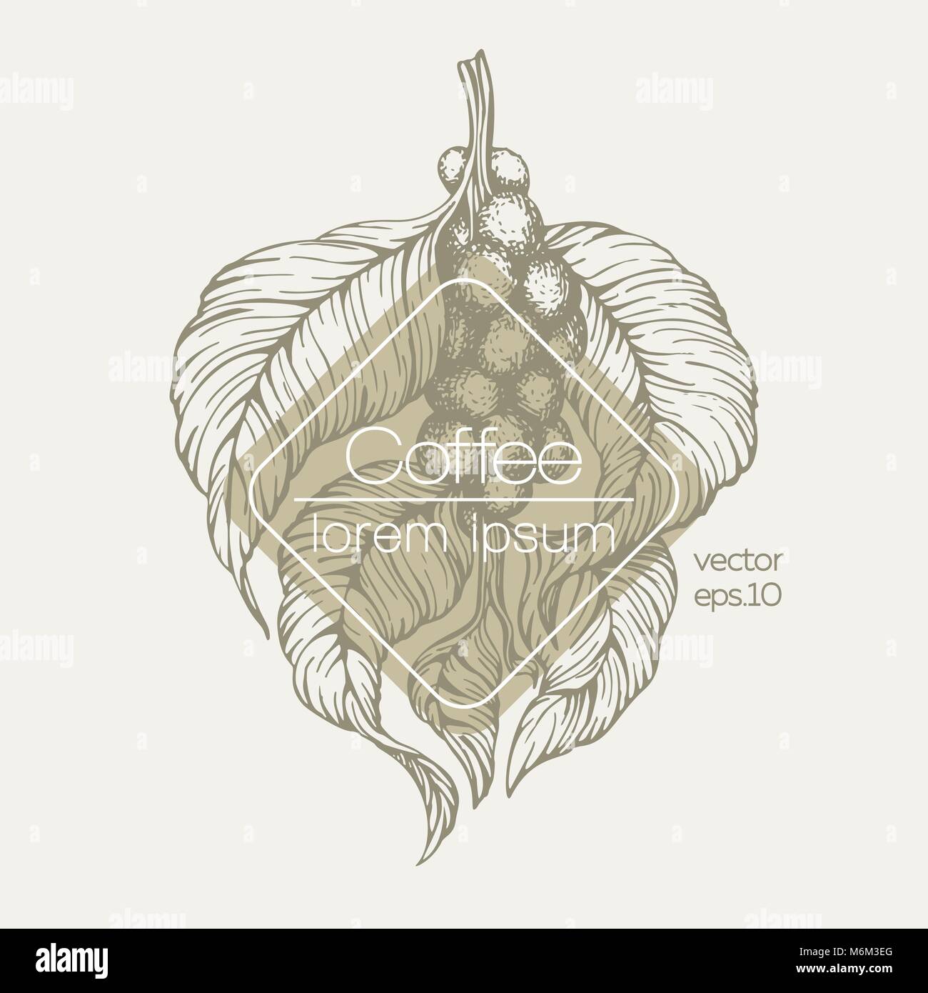 Coffee beans vector illustration. Engraved retro style illustration ...