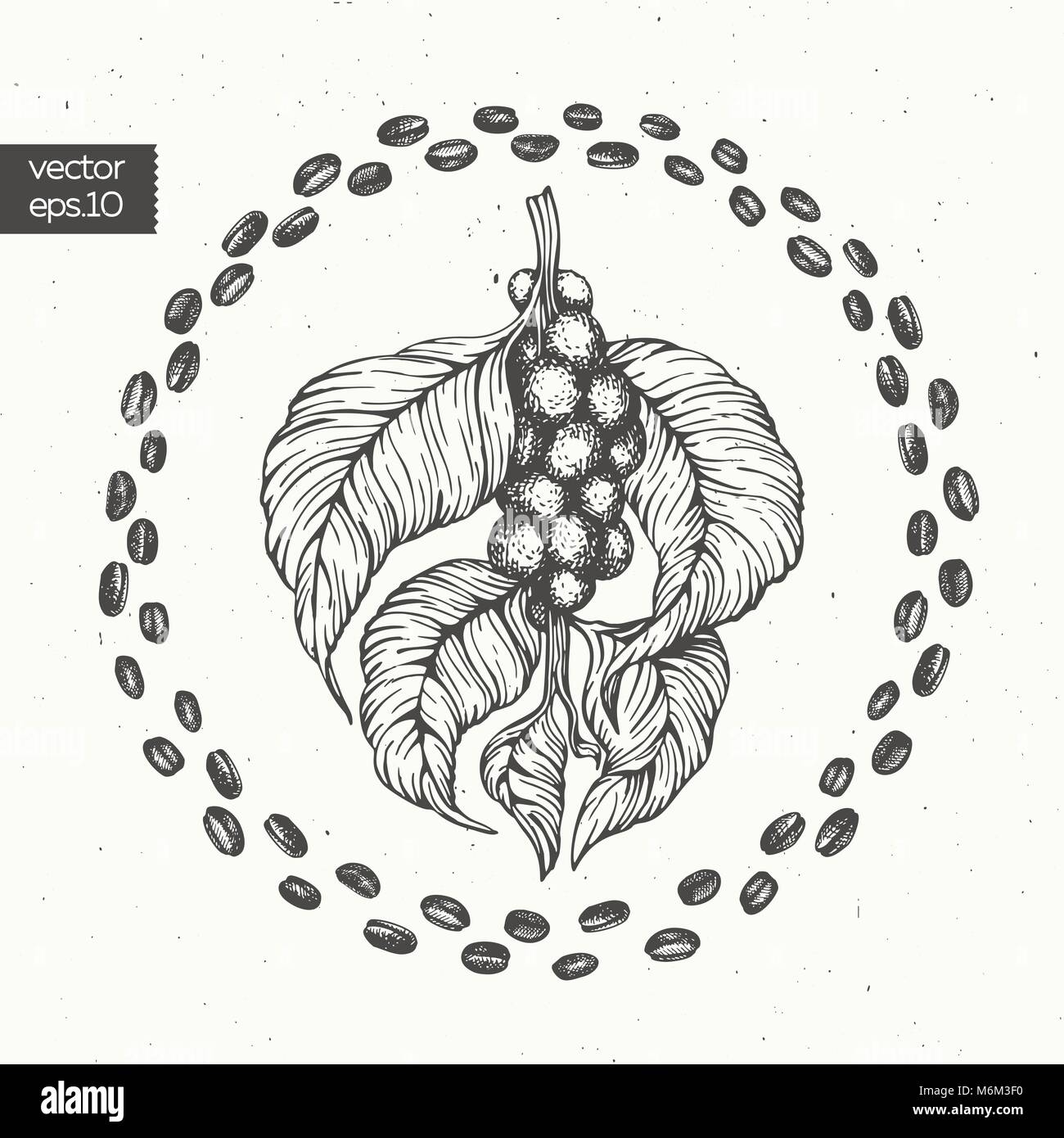 Coffee beans vector illustration. Engraved retro style illustration ...