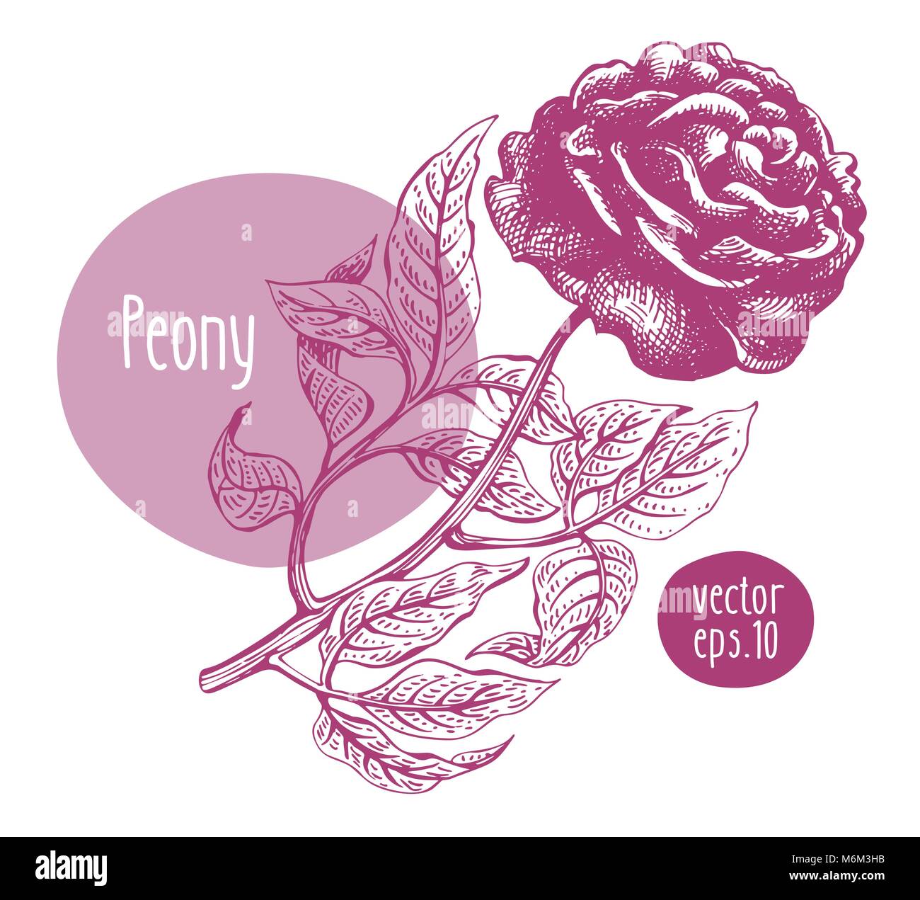 Hand drawn retro peony. Vector blooming flower. Botanical illustration ...