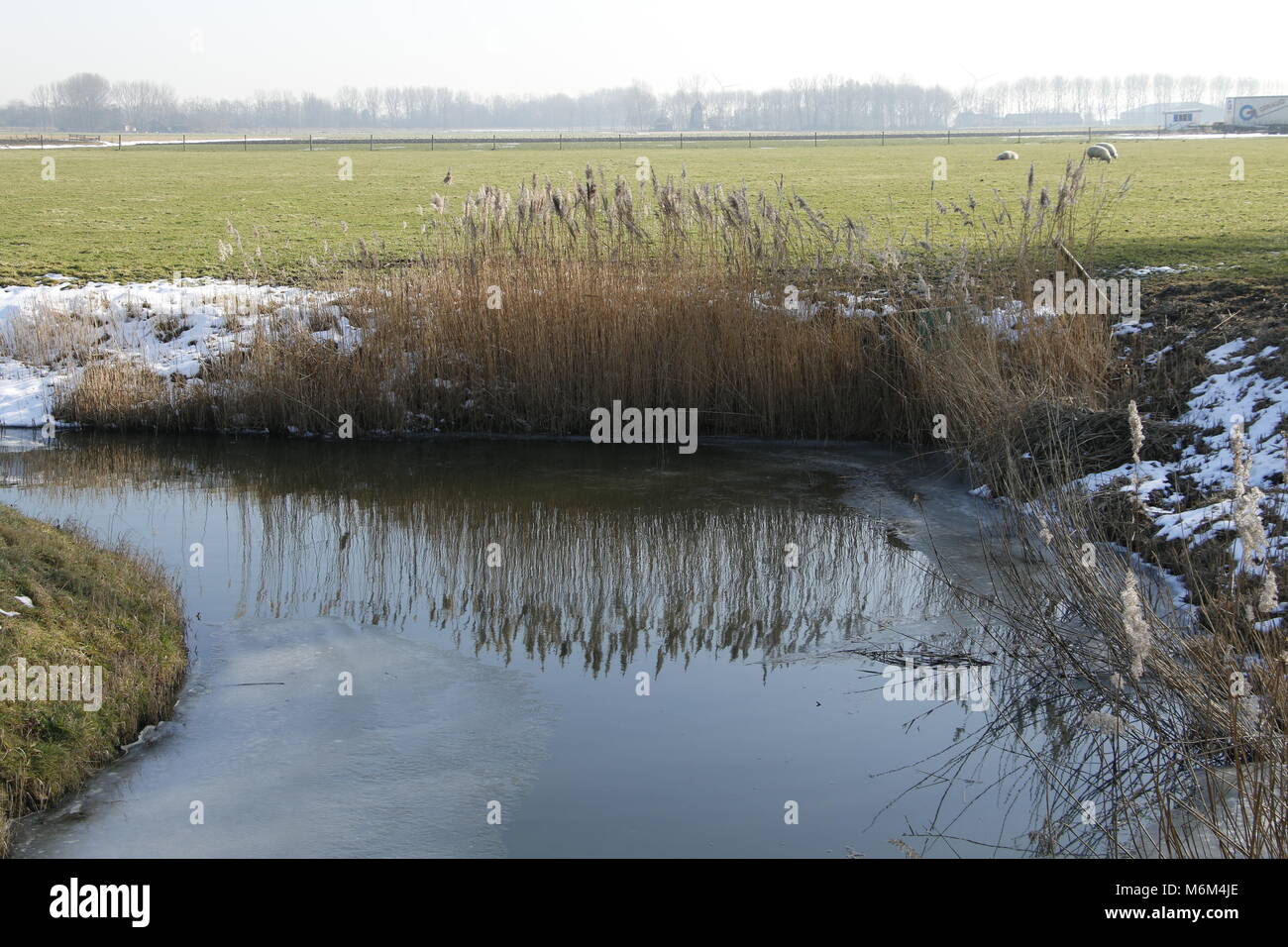 Reeds reflects in the pool Stock Photo - Alamy