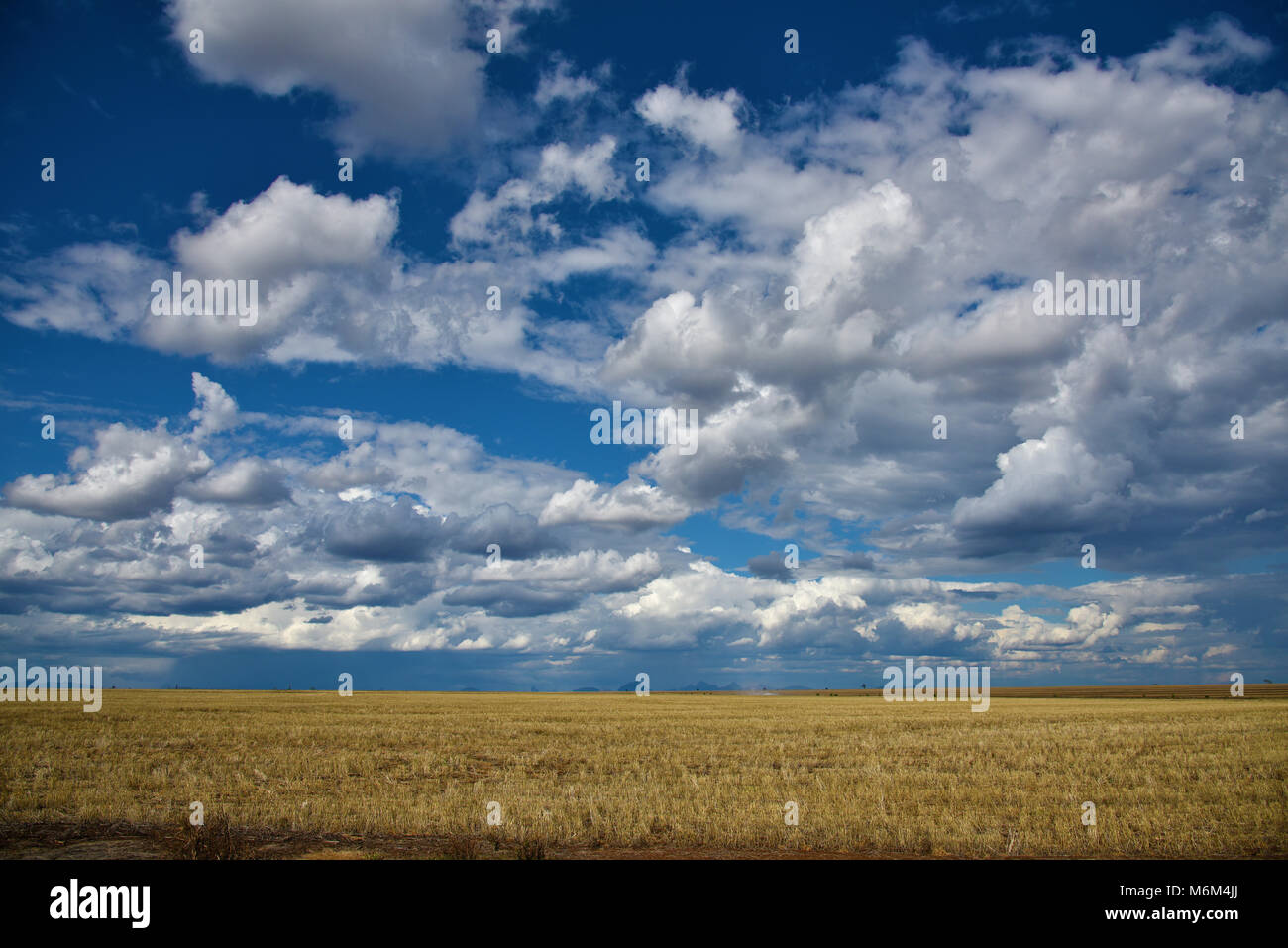 wheat fields in queensland australia Stock Photo - Alamy