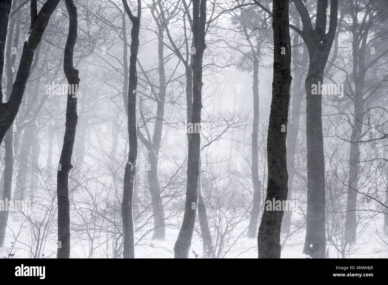 Misty woodland in monochrome hi-res stock photography and images - Alamy