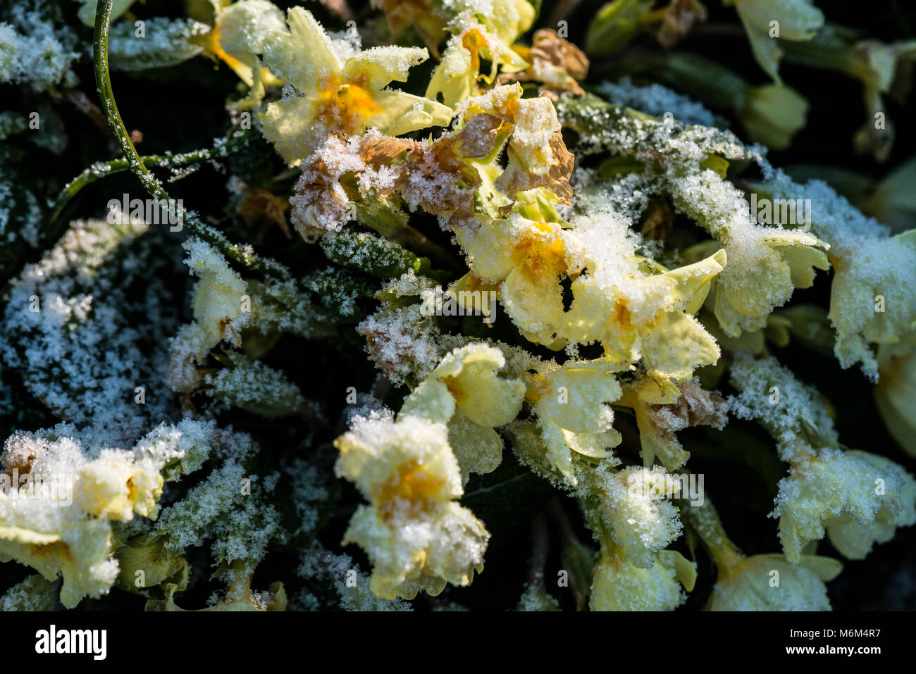A primrose (Primula vulgaris) plant after a light dusting of snow Stock Photo