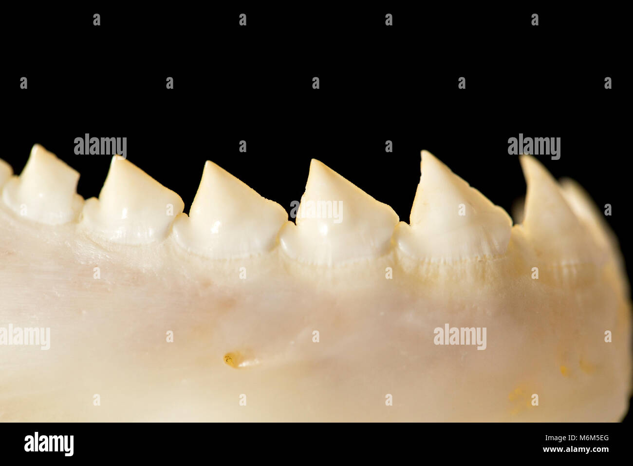 The lower jaw and teeth of a black piranaha, Serrasalmus rhombeus, caught from the Coppename River, Suriname, South America Stock Photo