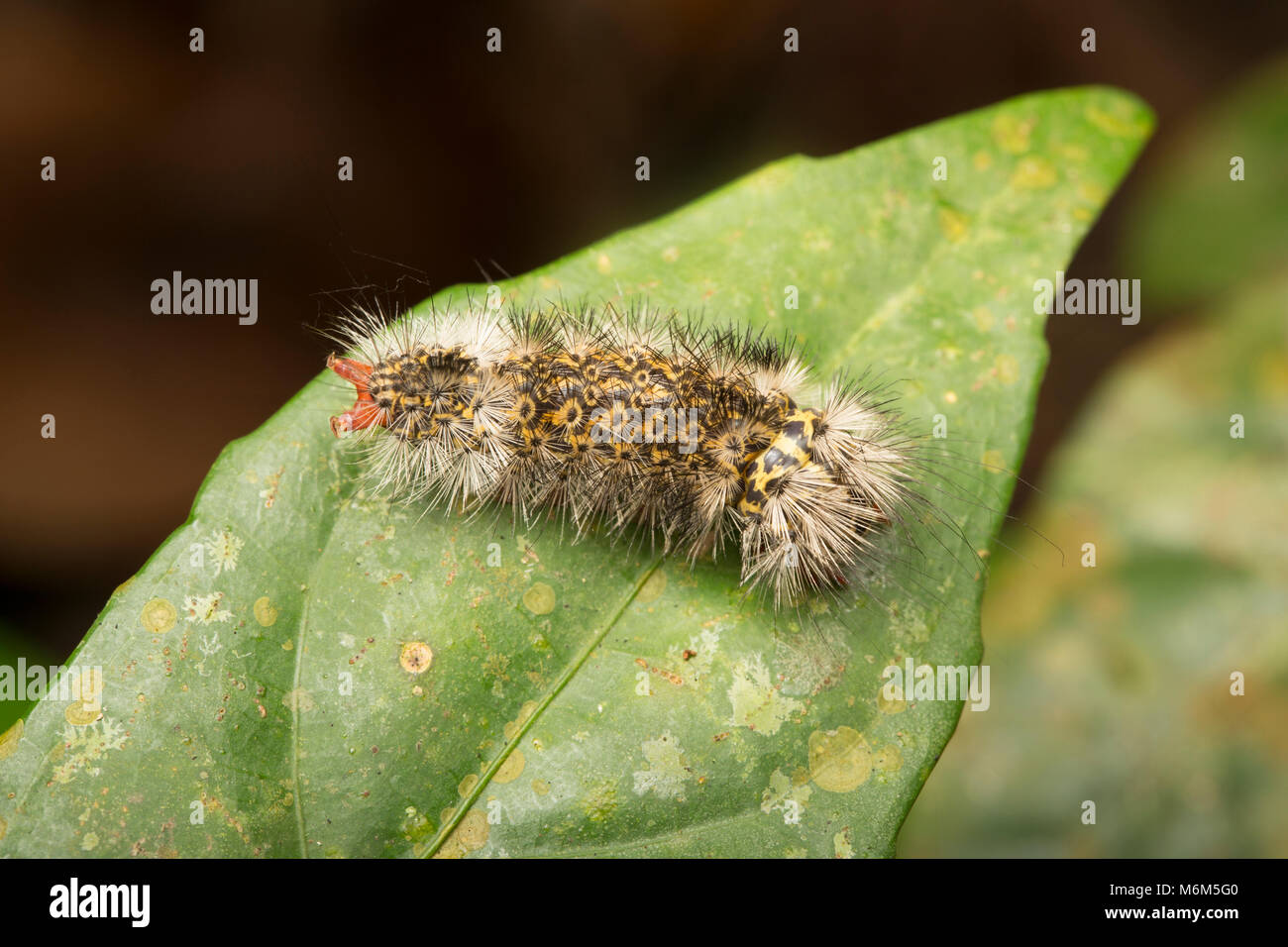 Caterpillar photographed at night in the jungle of Suriname, South America, Raleighvallen nature