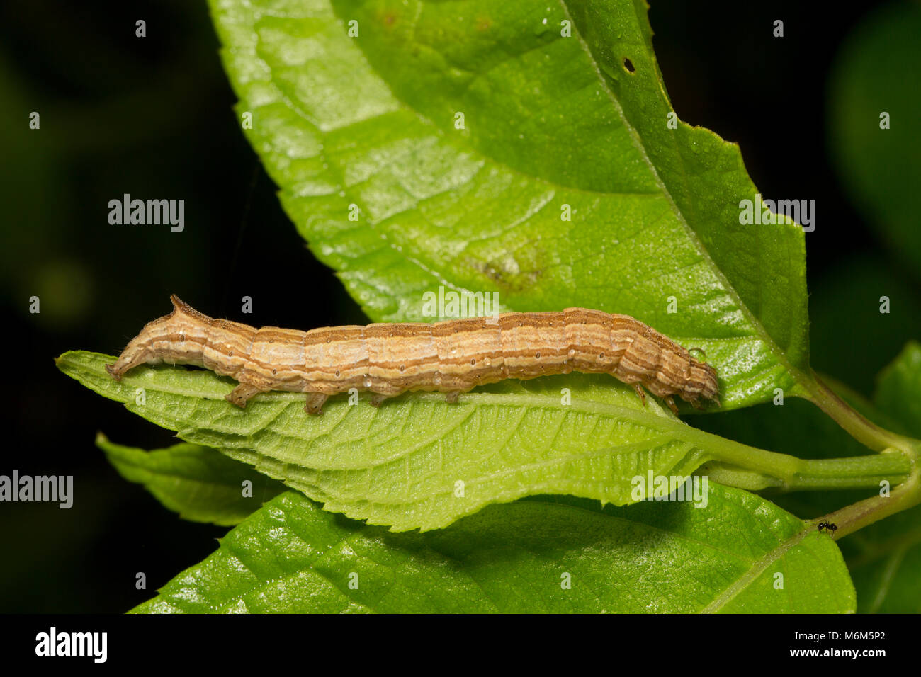 Caterpillar photographed in the jungle of Suriname, South America at Botapassie on the Suriname