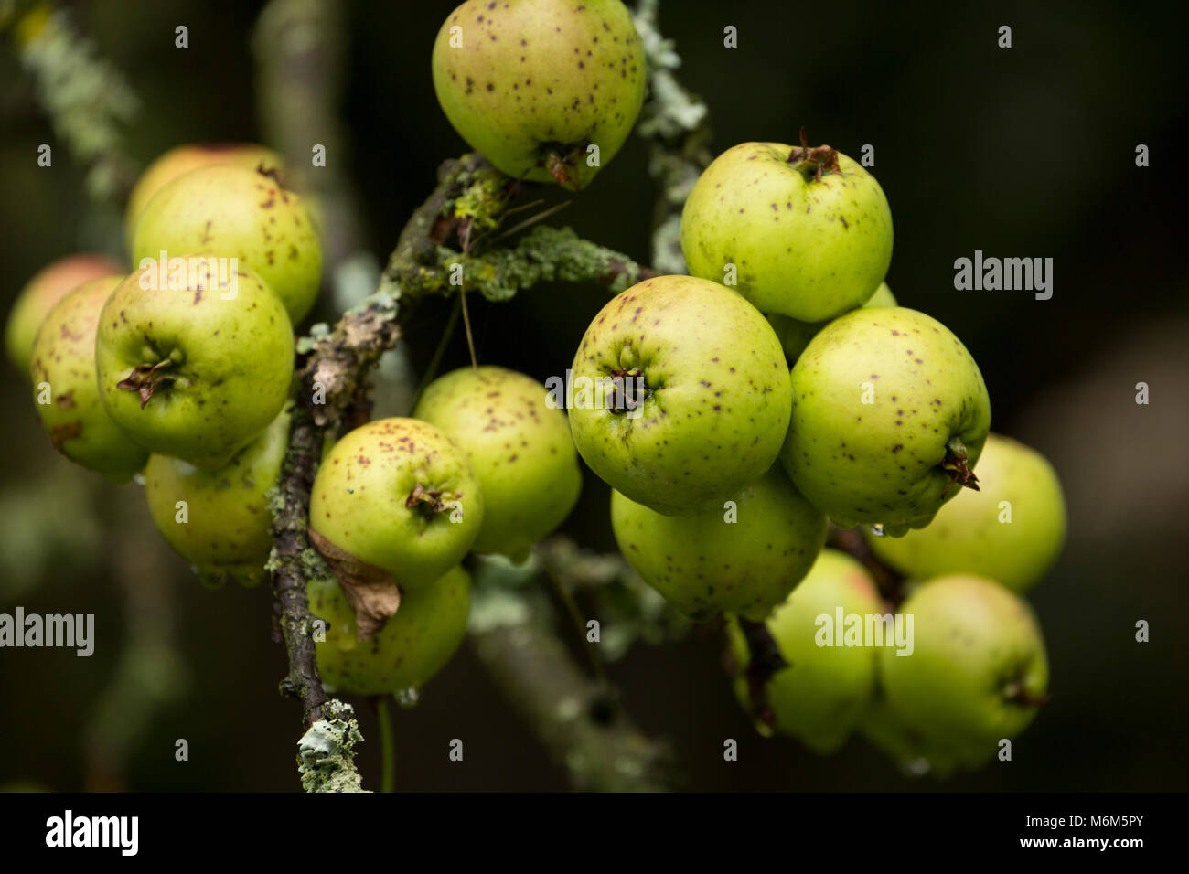 Apples growing in old orchard Lancashire North West England UK GB Stock Photo