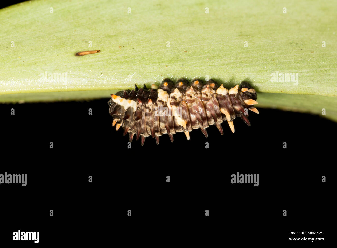 Caterpillar photographed at night in the jungle of Suriname, South America, Raleighvallen nature