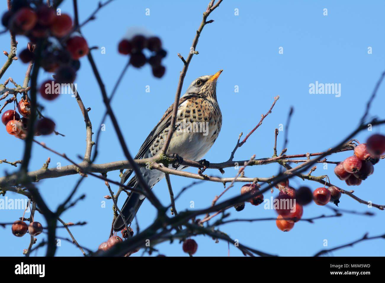 Adult fieldfare perches on branch of crabapple tree in bright sunlight against a blue sky. Usually seen on farmland, the birds come to domestic garden Stock Photo