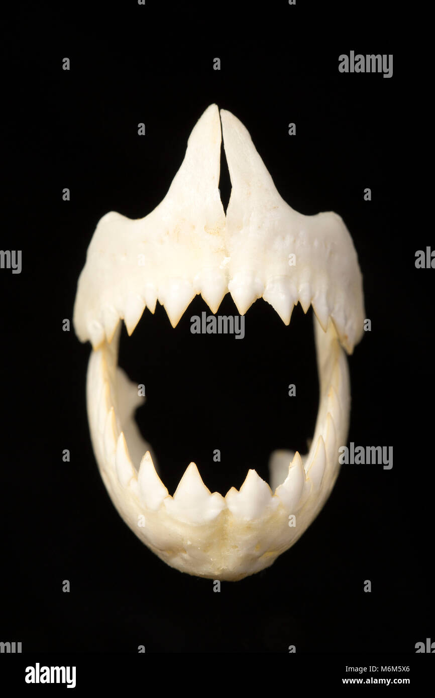 The jaws and teeth of a black piranha, Serrasalmus rhombeus , caught from the Coppename river, Suriname, South America Stock Photo