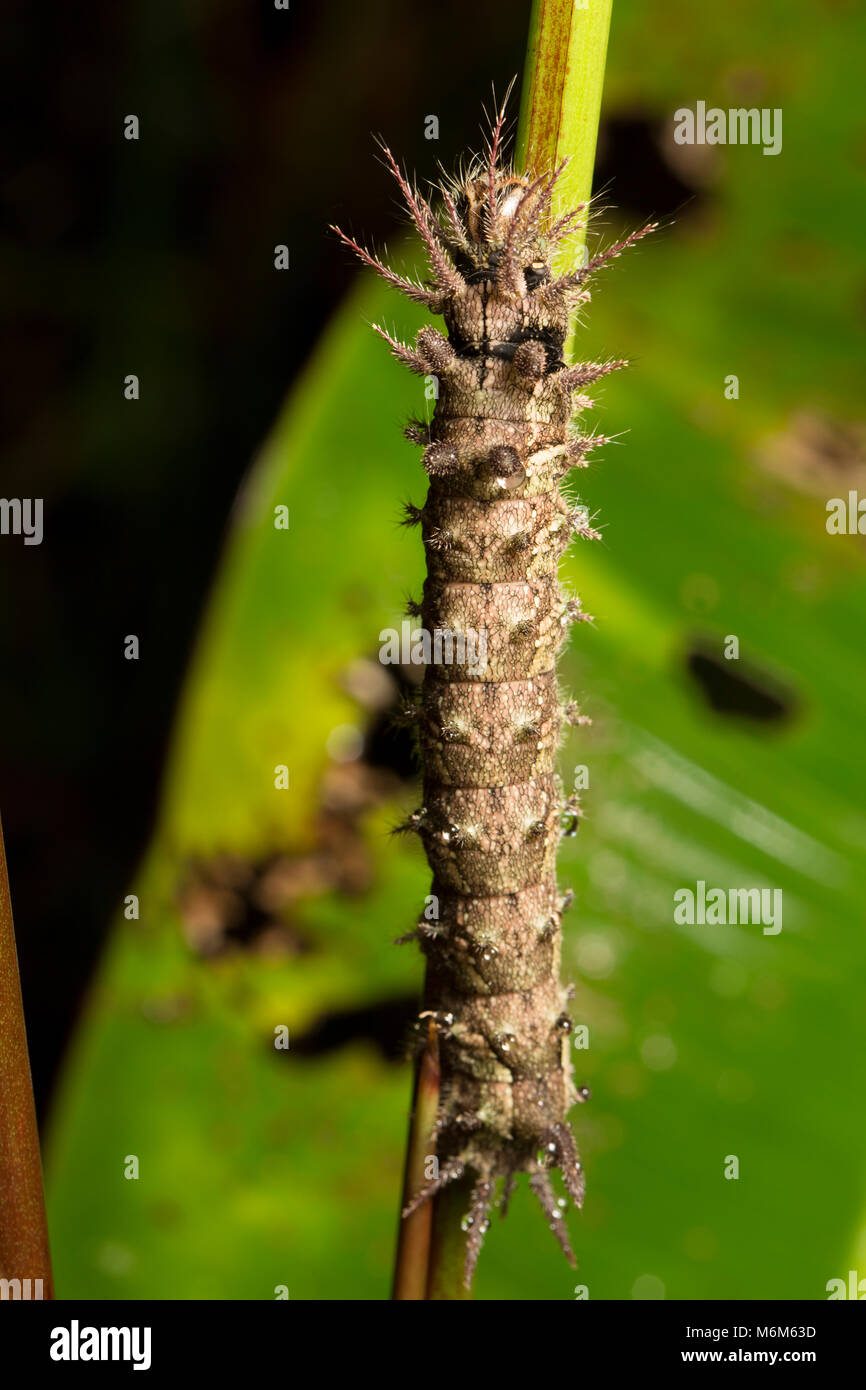 Caterpillar photographed at night in the jungle of Suriname, South America, Raleighvallen nature
