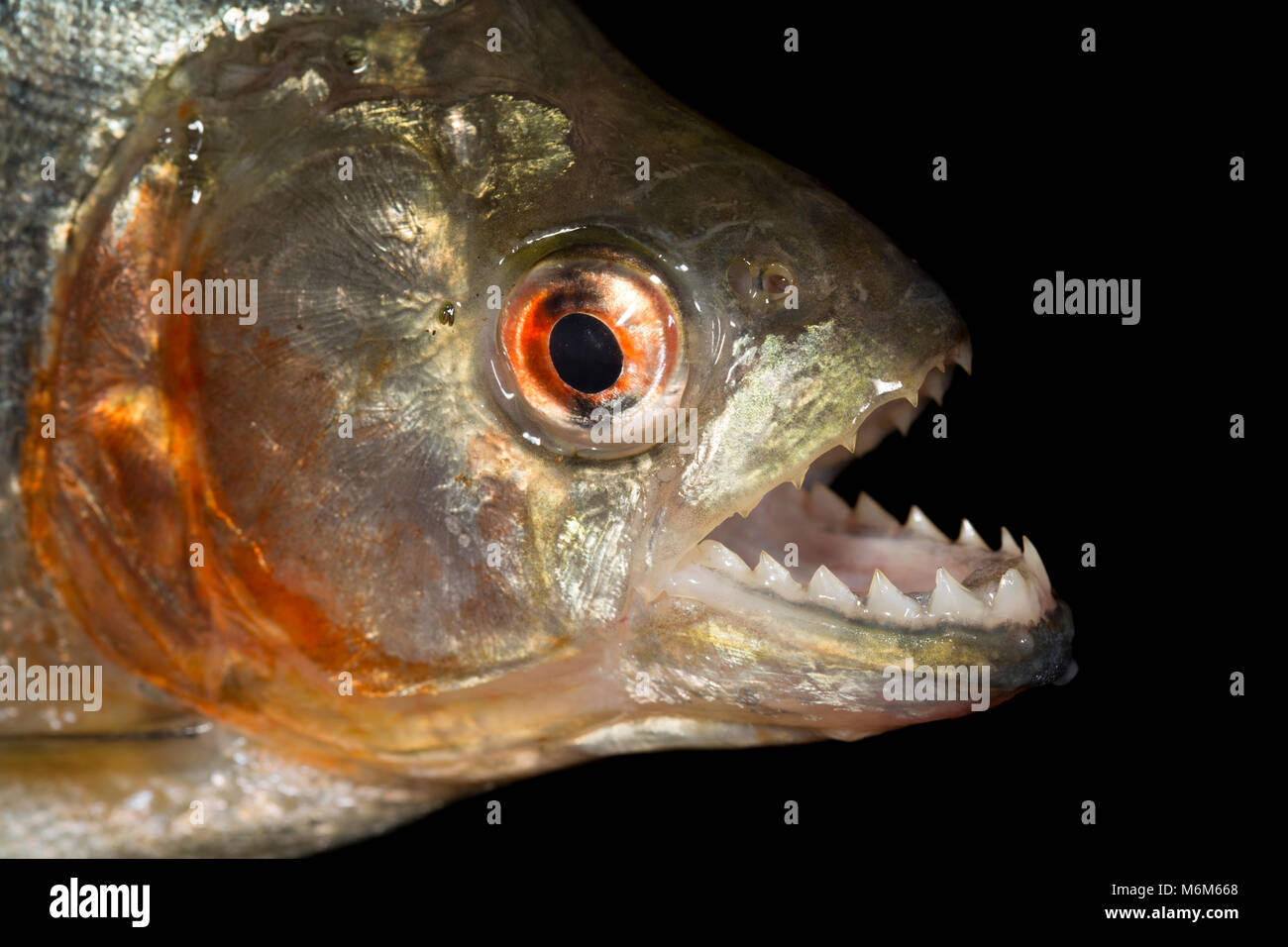 A red bellied piranha fish-there are several types-caught fishing with bait from the Coppename River, Suriname, South America Stock Photo