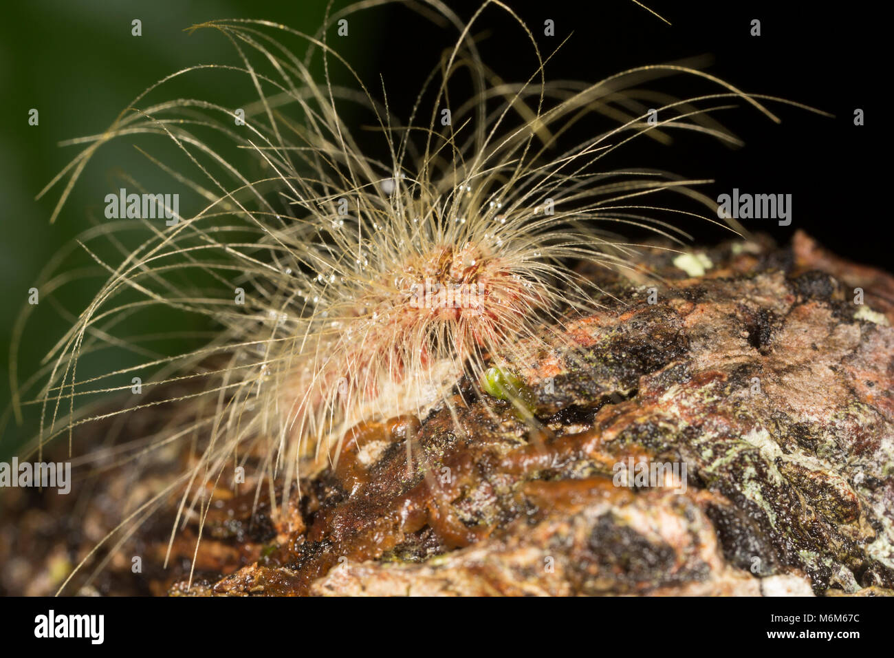 Caterpillar photographed in the jungle of Suriname, South America at Botapassie on the Suriname