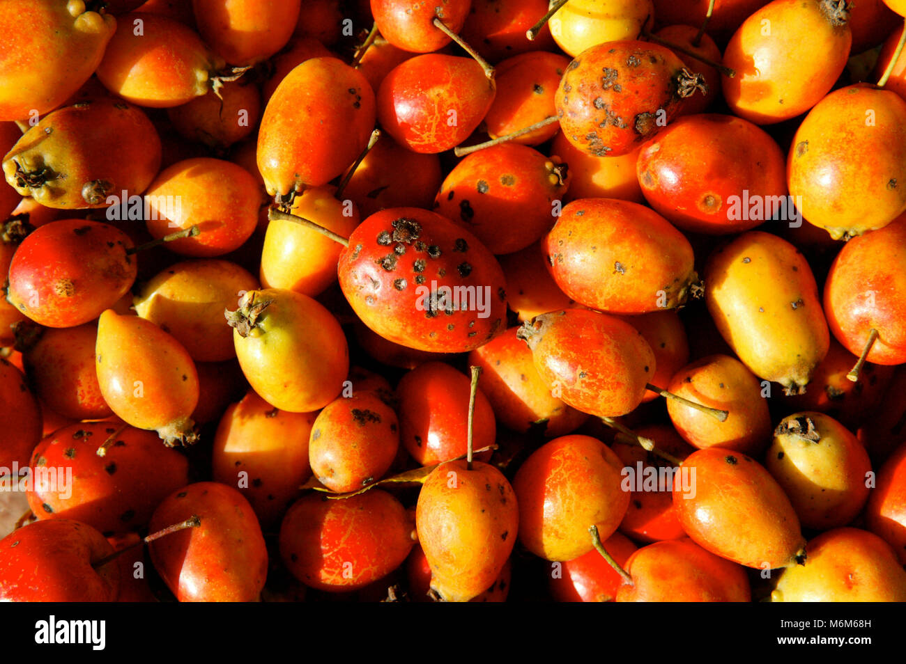 Crab apples that have been collected from an old orchard in Lancashire  North West England UK Stock Photo