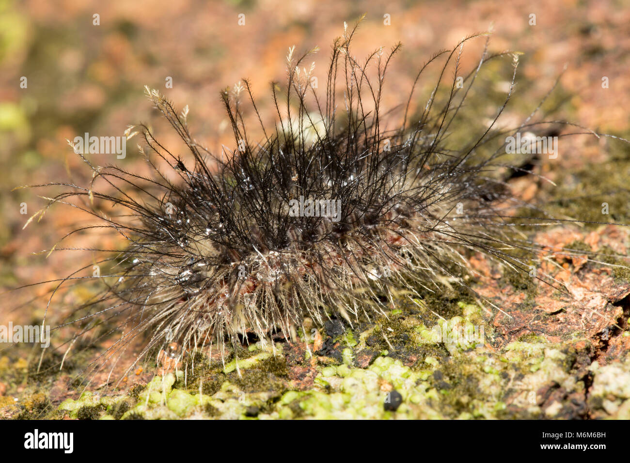 Caterpillar photographed in the jungle of Suriname, South America at Botapassie on the Suriname