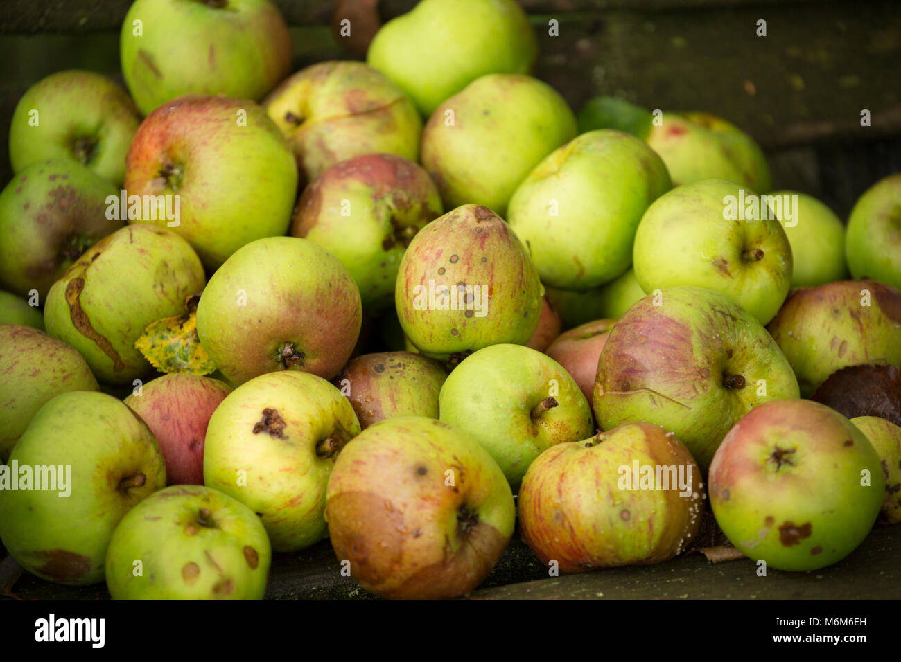 Windfall cooking apples collected from an old orchard, Lancashire North West England UK GB Stock Photo