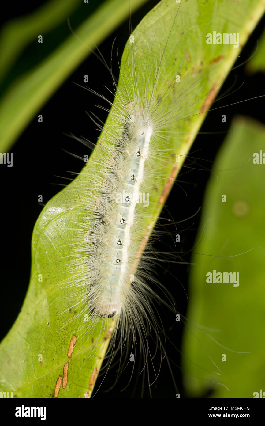 Caterpillar photographed in the jungle of Suriname, South America at Botapassie on the Suriname