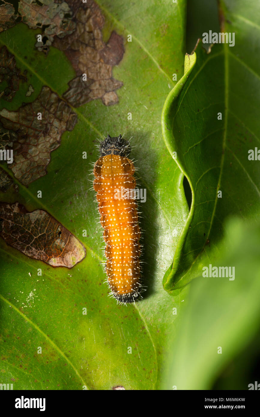 Caterpillar photographed in the jungle of Suriname, South America at Botapassie on the Suriname