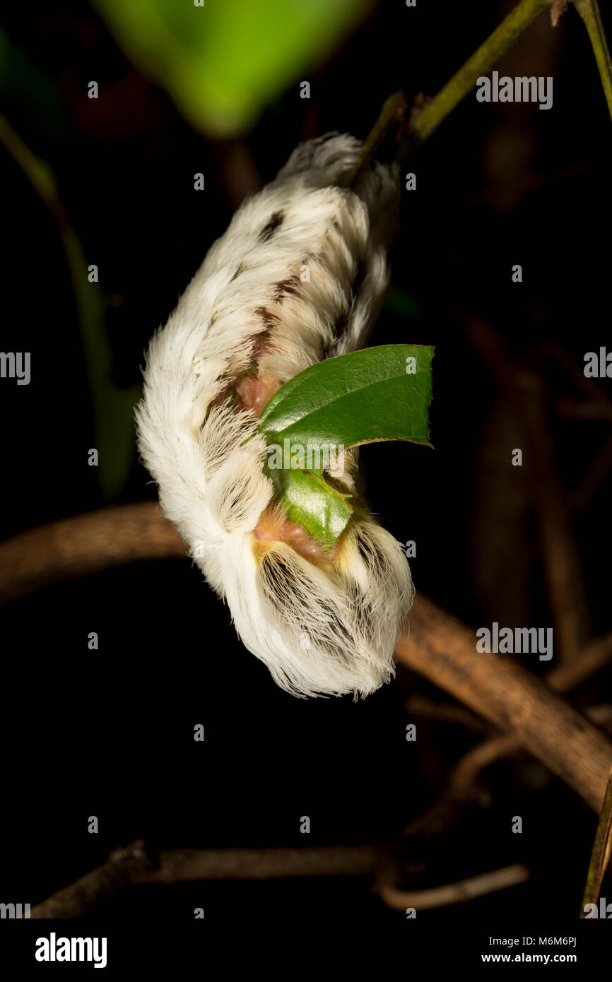 Flannel moth caterpillar photographed in the jungle of Suriname, South America, near Bakhuis. The hairs of the caterpillar can cause rashes. Stock Photo