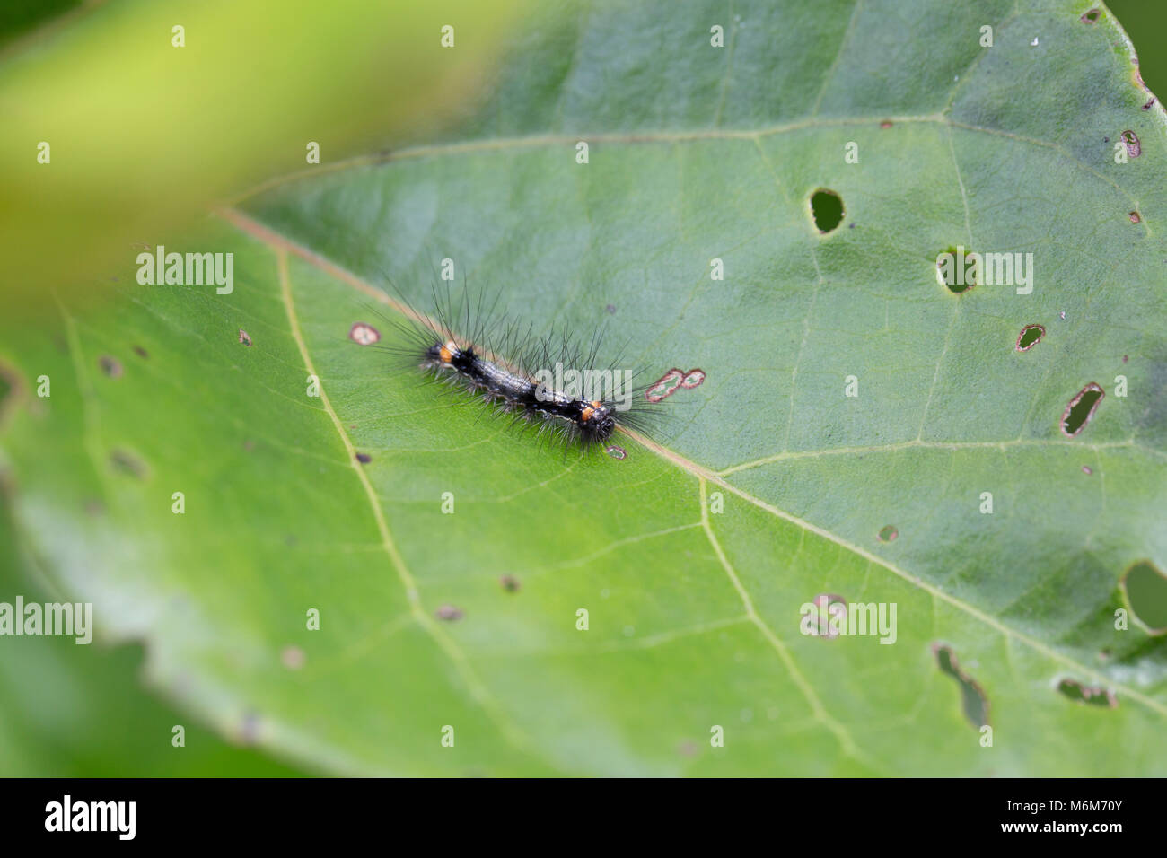 Caterpillar photographed in the jungle of Suriname, South America at Botapassie on the Suriname