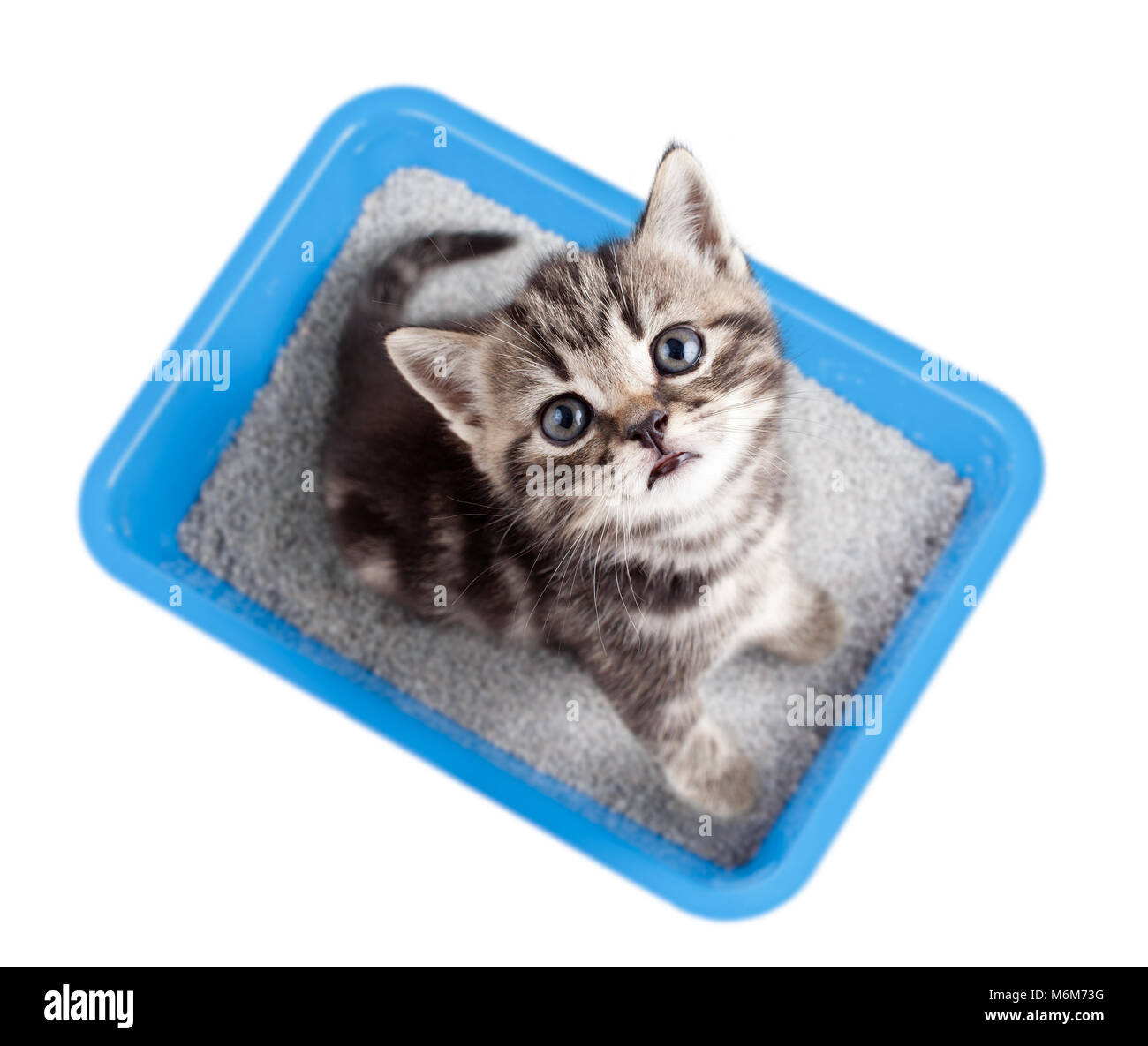 Cat top view sitting in litter box isolated Stock Photo Alamy