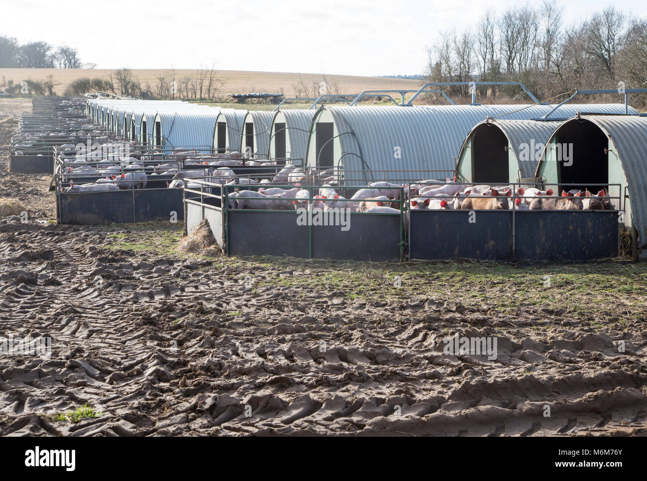Pig units young pigs in pens and large metal sties. Chillesford ...