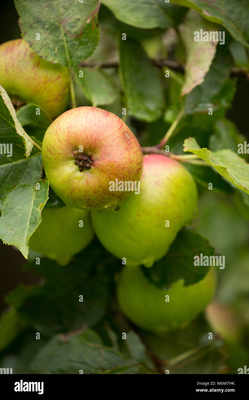 Apples growing in an old orchard Lancashire North west England UK GB Stock Photo