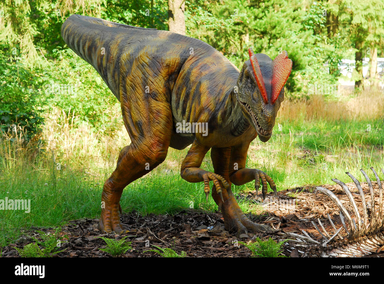 Full size model of Dilophosaurus dinosaur in dinosaur park in Givskud Zoo  in Givskud, Denmark. August 8th 2015. Givsud Zoo is one the biggest tourist  Stock Photo - Alamy