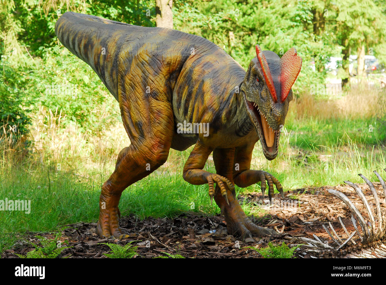 Vejhus Udvikle defile Full size model of Dilophosaurus dinosaur in dinosaur park in Givskud Zoo  in Givskud, Denmark. August 8th 2015. Givsud Zoo is one the biggest tourist  Stock Photo - Alamy