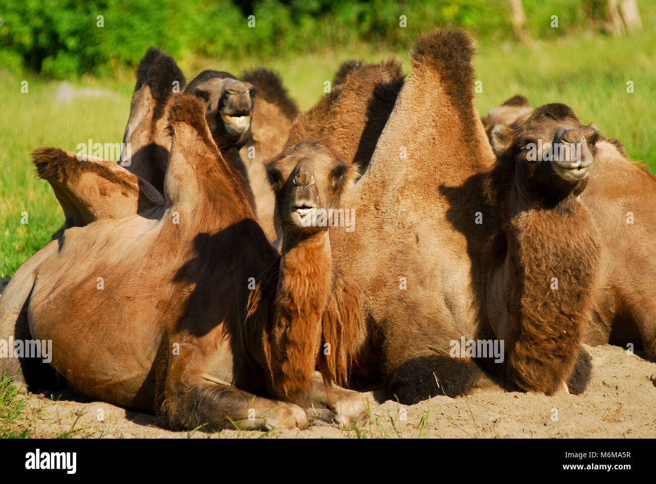 Givskud zoo hi-res stock photography and images - Page 2 - Alamy