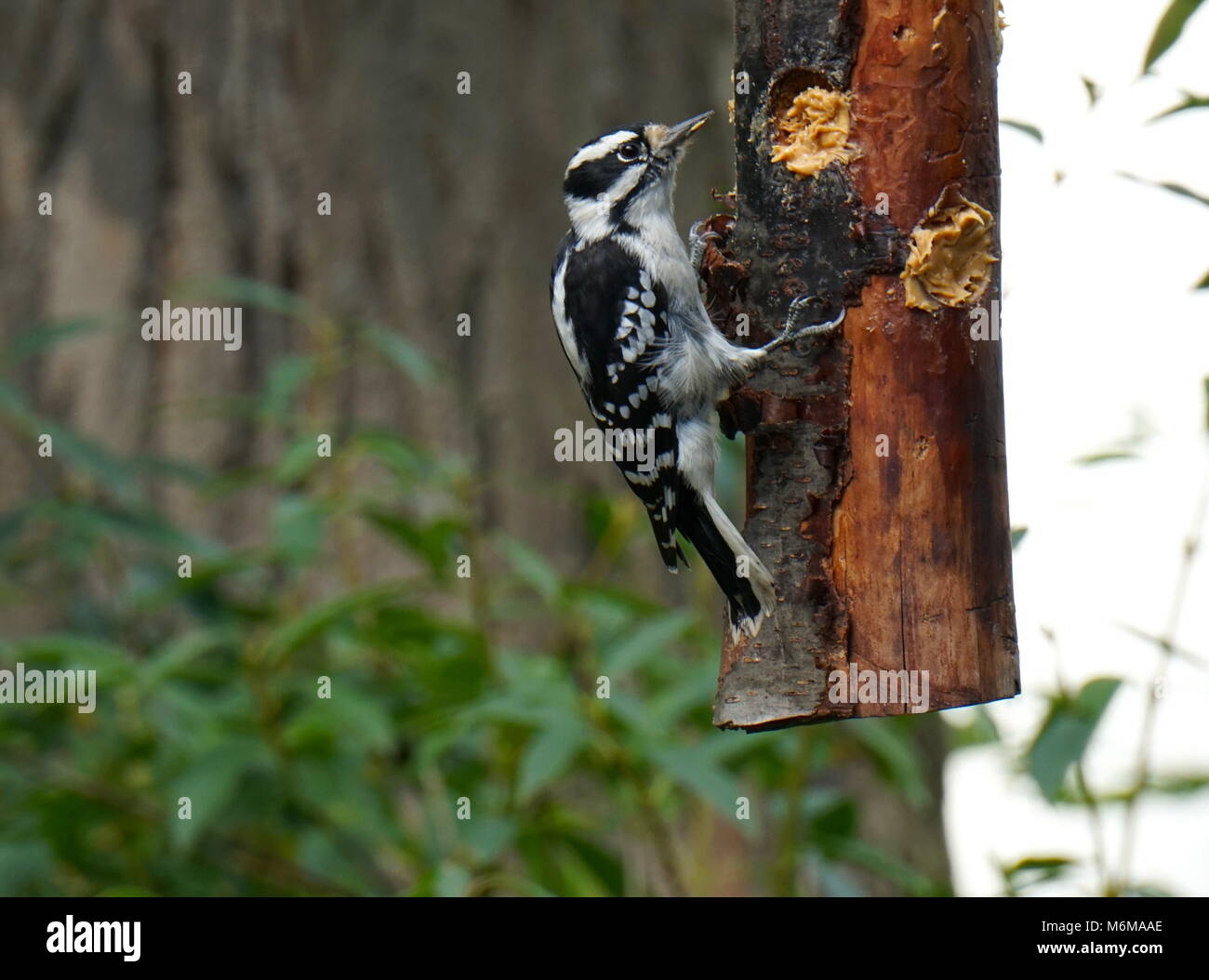 Downy Woodpecker Hungry For Food Eats From A Homemade Wooden Bird