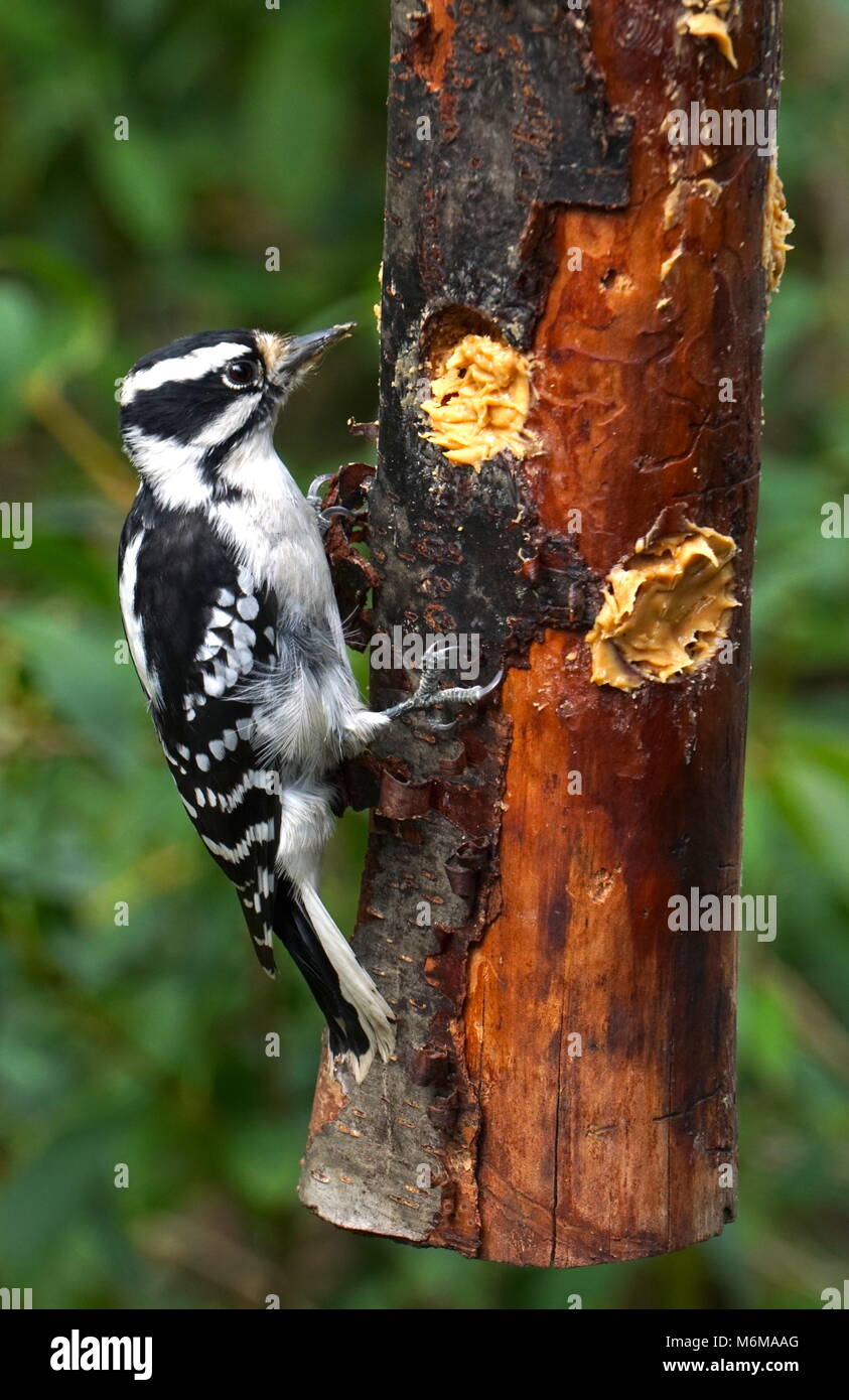 Downy Woodpecker hungry for food eats from a homemade wooden bird