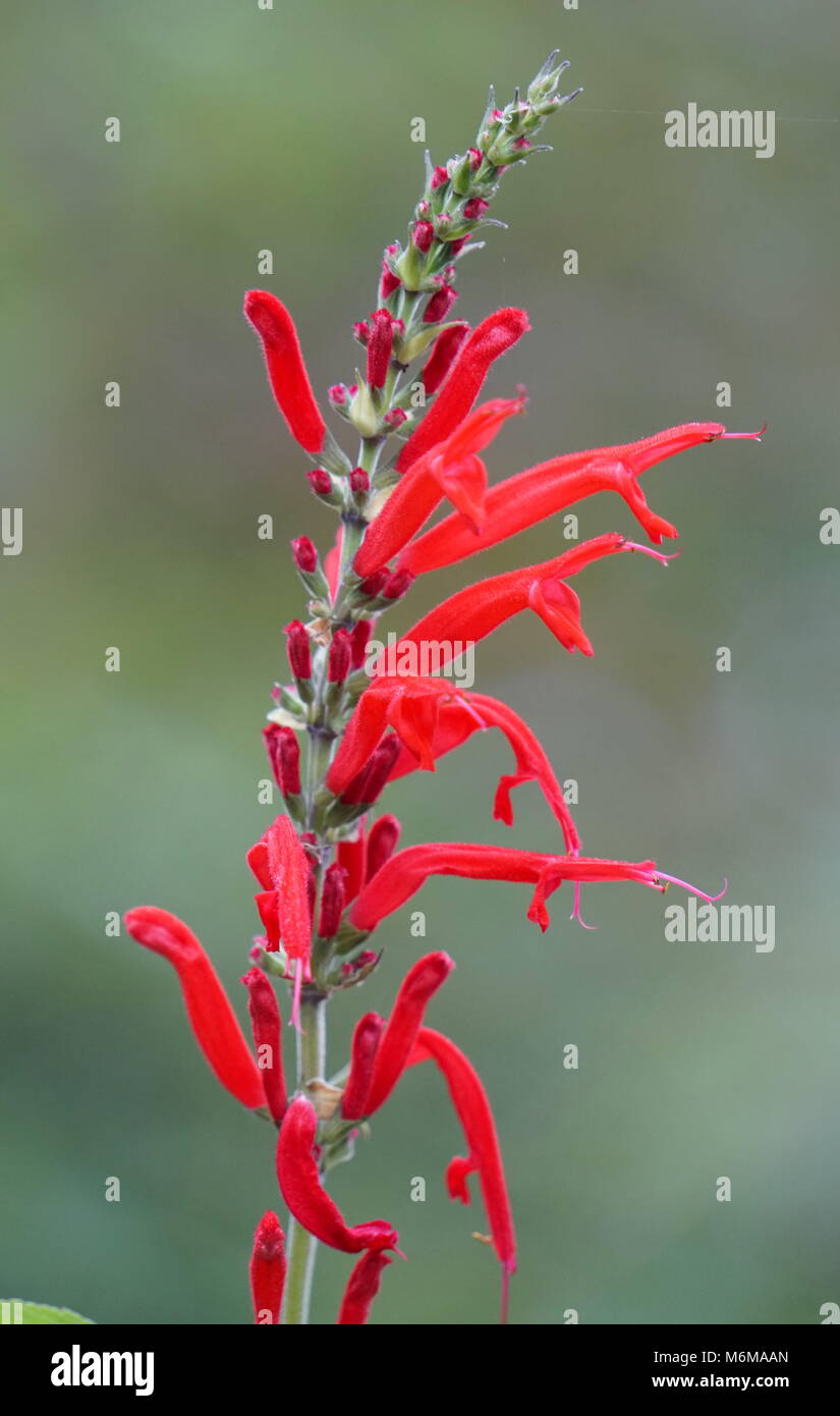 Pineapple Sage red flower bloom (Salvia elegans). Also called tangerine ...