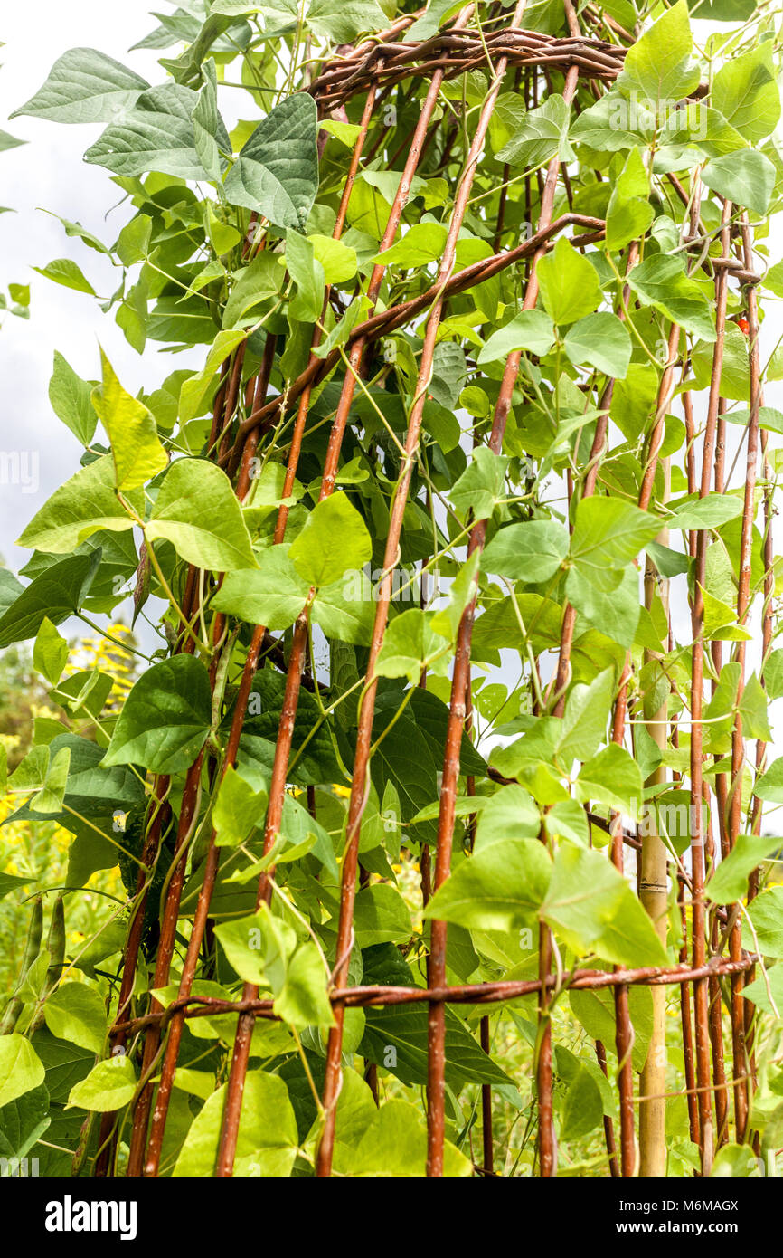 Climbing beans hires stock photography and images Alamy