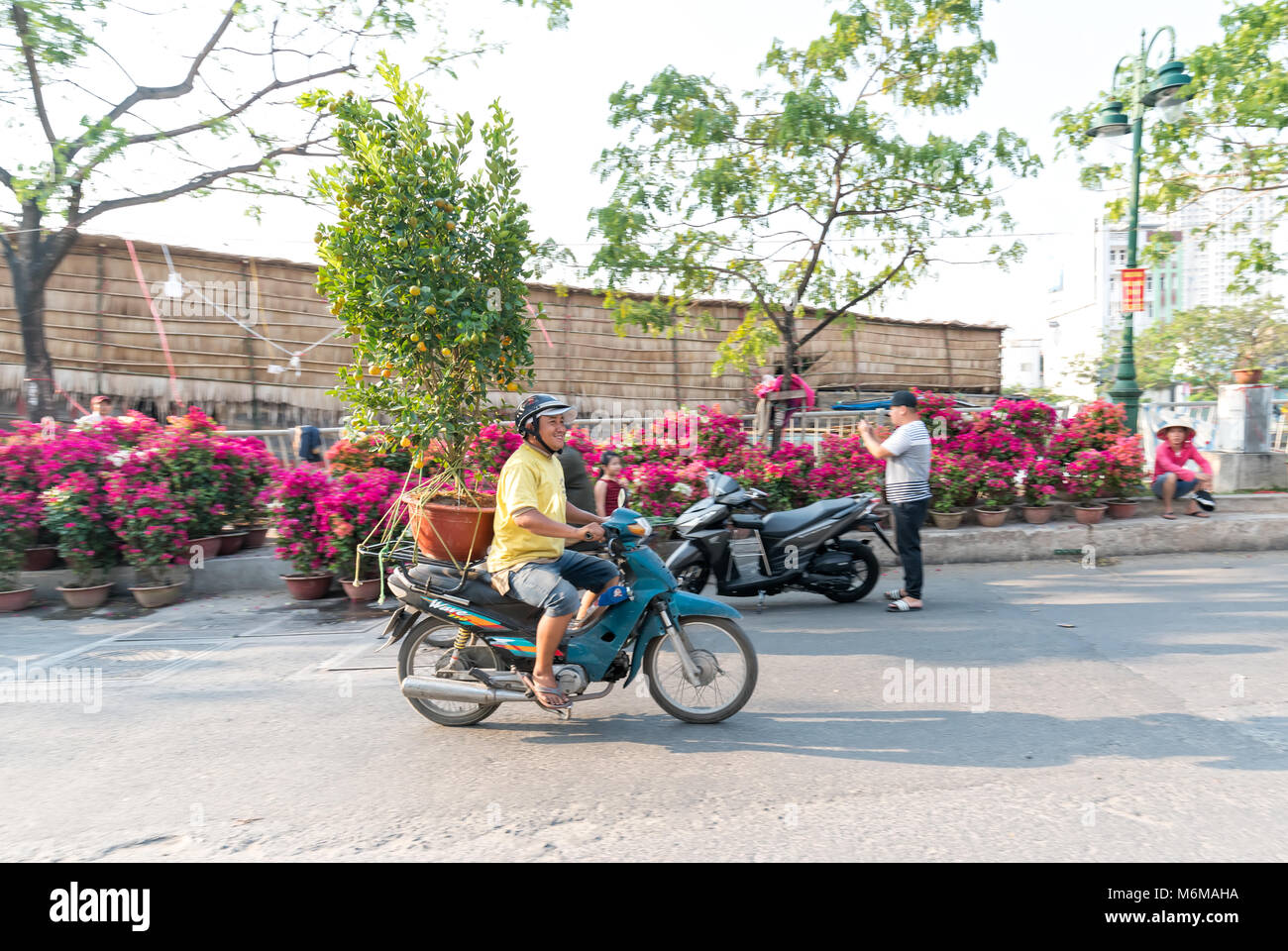 A Vietnamese man is driving motorcycle loaded with Fortunella japonica or Kumquat behind for decoration purpose lunar New Year Stock Photo
