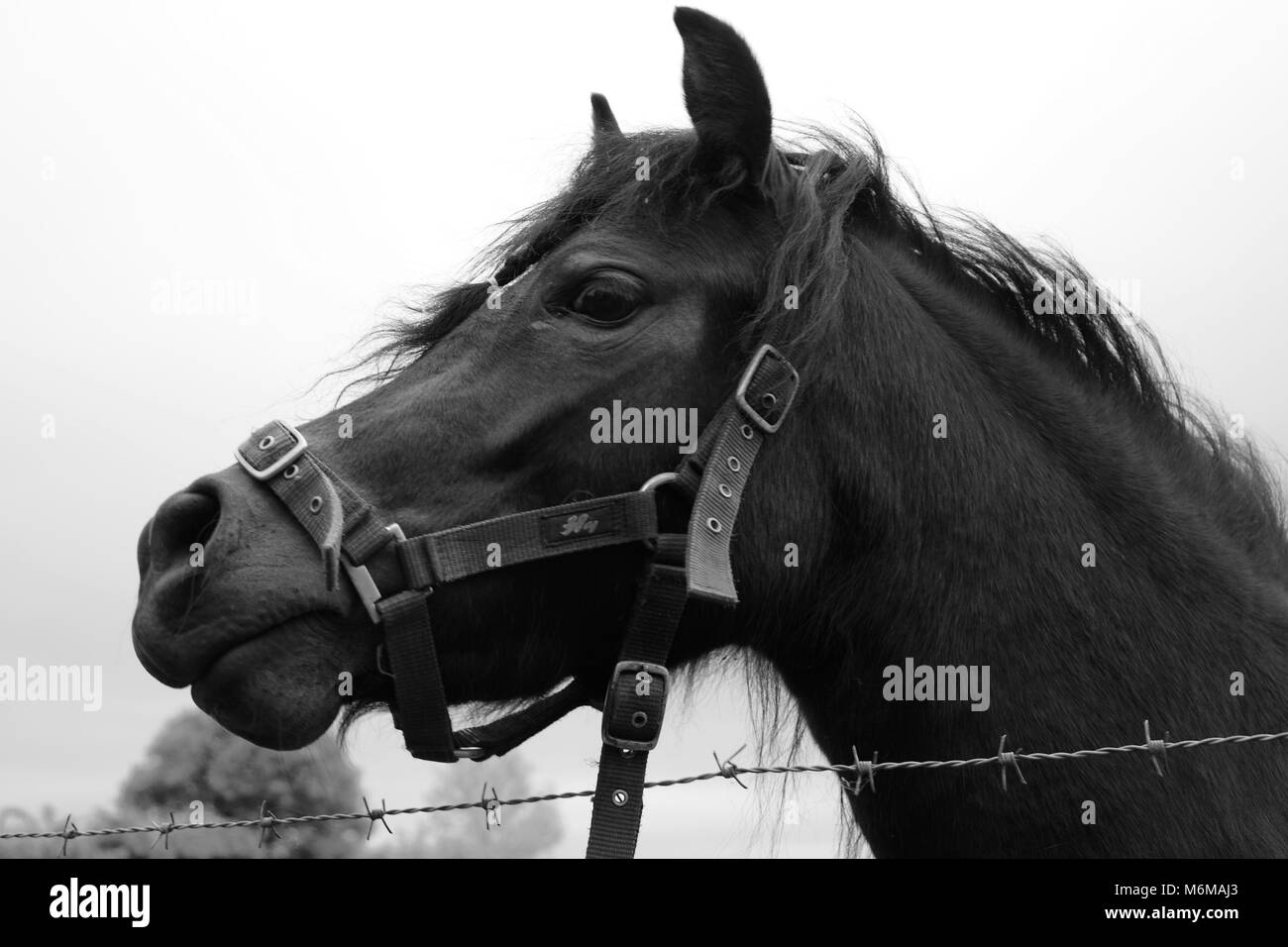 Horse Country Life Tumblr