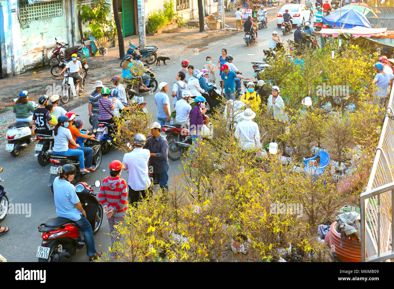 A Vietnamese man is driving motorcycle loaded with Fortunella japonica or Kumquat behind for decoration purpose lunar New Year Stock Photo