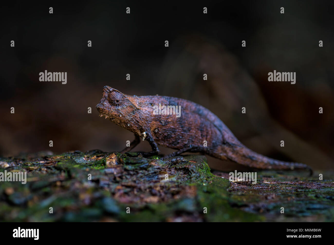 Brown leaf chameleon - Brookesia superciliaris, small beautiful endemic chameleon from Madagascar tropical forest. Camouflage. Stock Photo