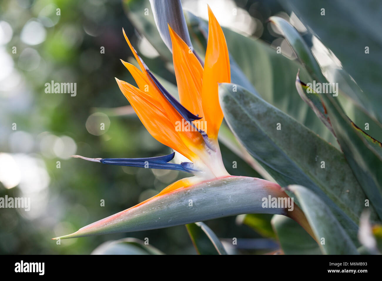 Crane Flower, Papegojblomma (Strelitzia reginae) Stock Photo