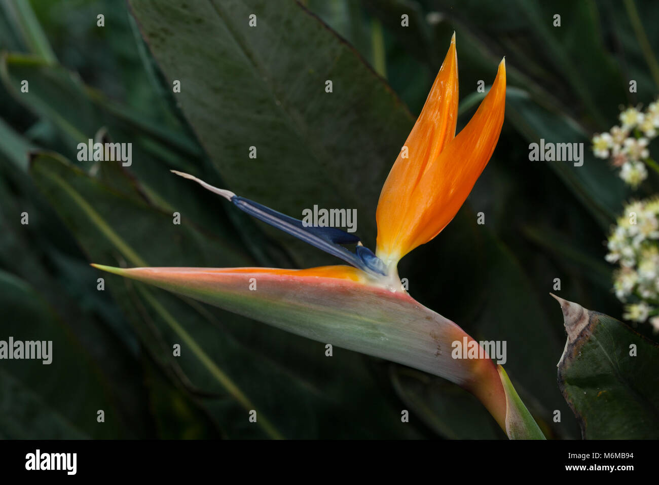 Crane Flower, Papegojblomma (Strelitzia reginae) Stock Photo