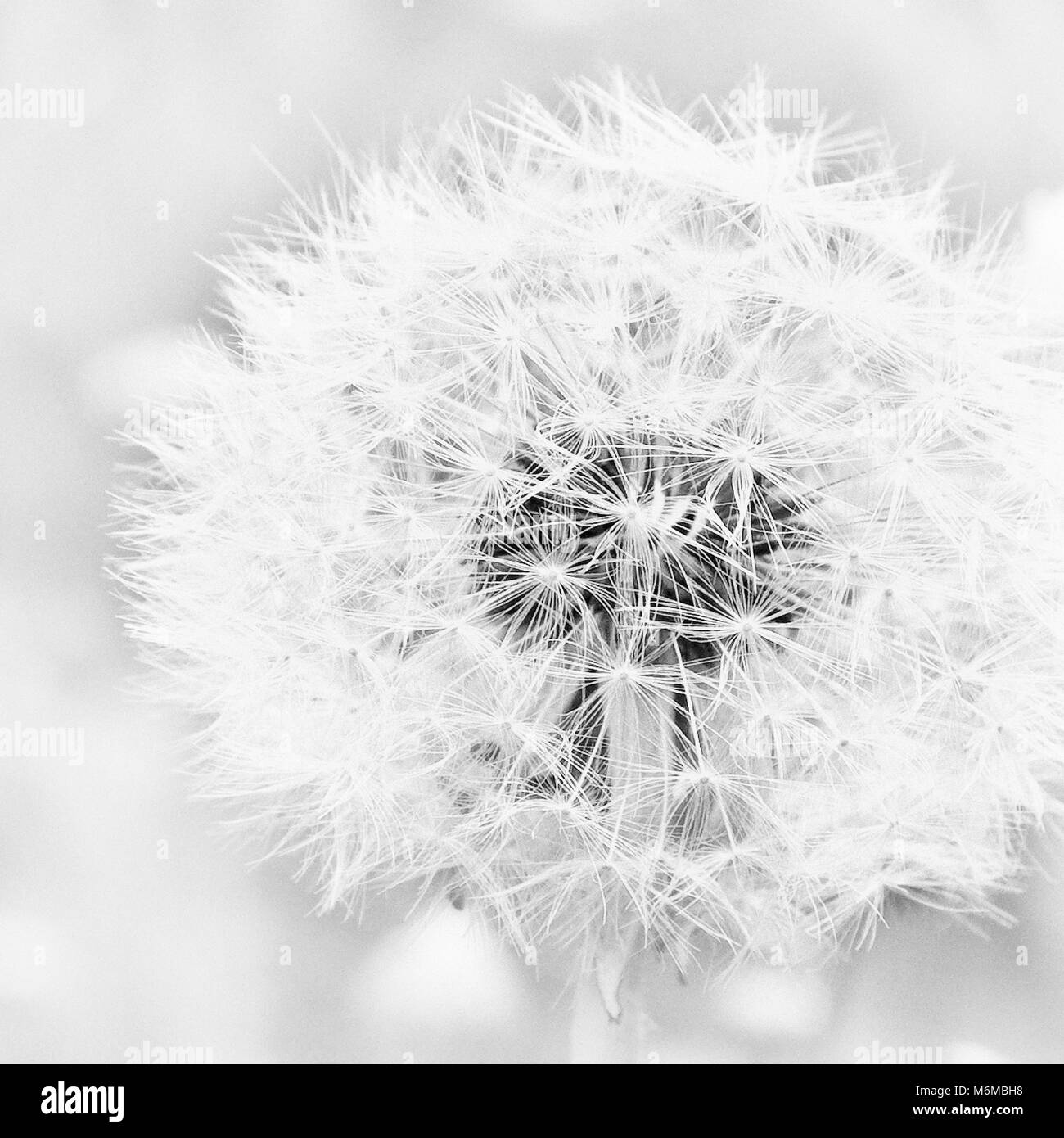 Flowering dandelion flower taraxacum Black and White Stock Photos ...