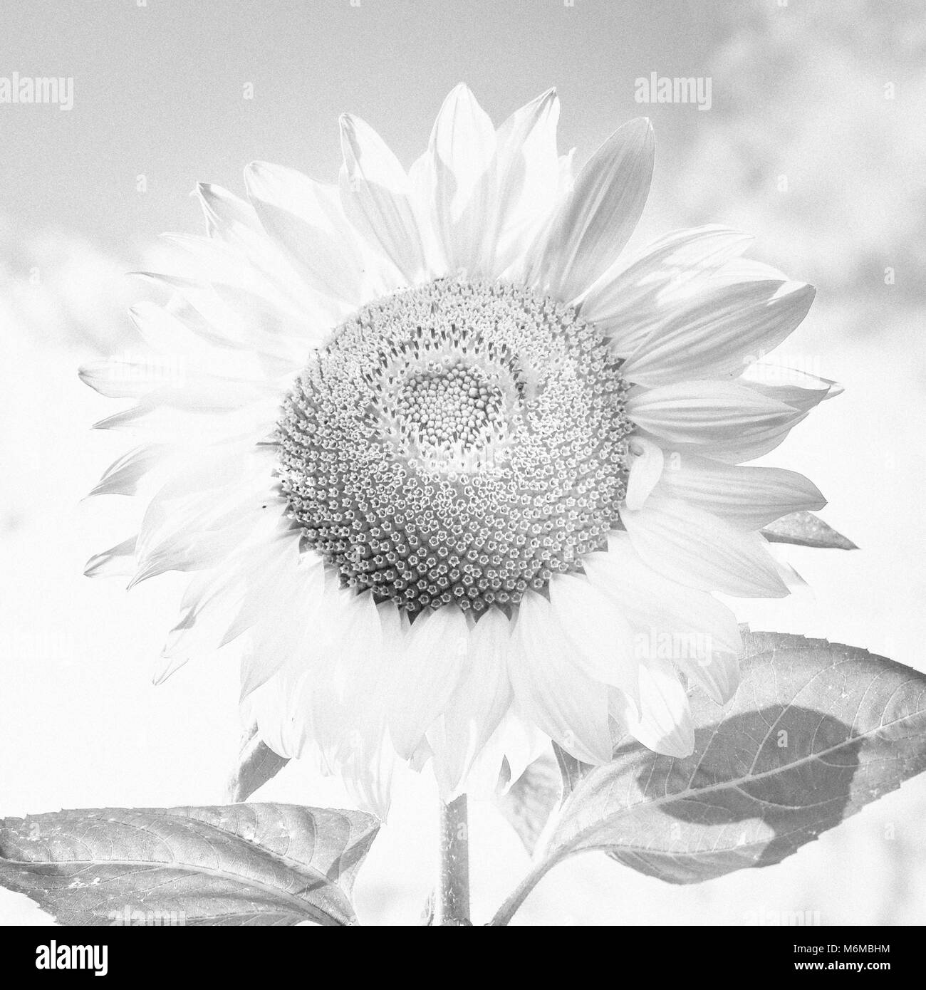 Sunflowers detail Black and White Stock Photos & Images - Alamy