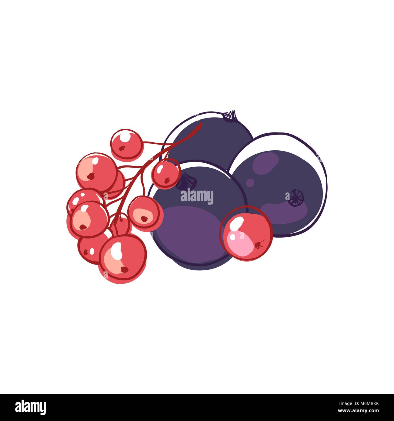 Red currants illustration Stock Vector Images - Alamy
